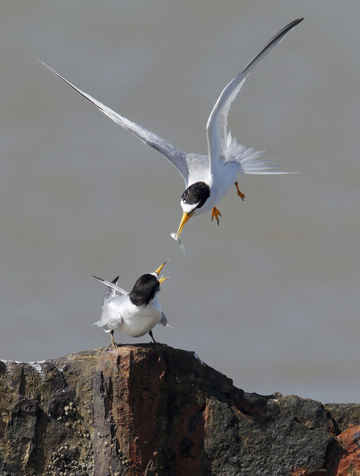 Least Terns